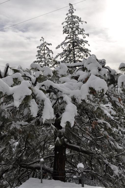 Pine Rose Inn Oakhurst Dış mekan fotoğraf